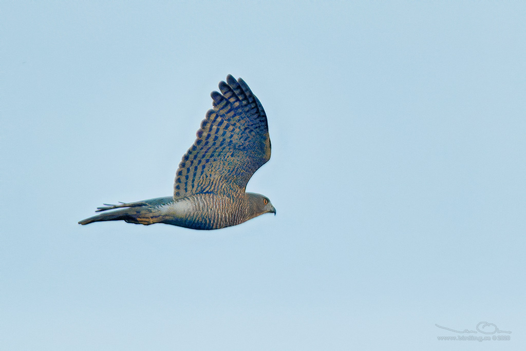 BESRA (Accipiter virgatus) - Stäng / close